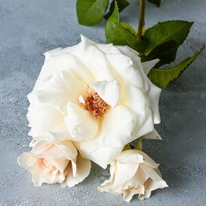 levander_getaway_backdrop